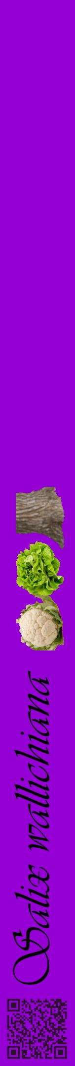 Étiquette de : Salix wallichiana - format a - style noire48viv avec qrcode et comestibilité simplifiée