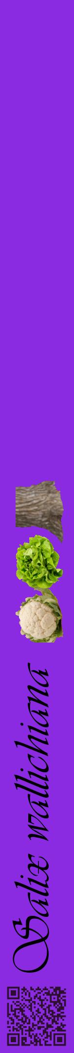 Étiquette de : Salix wallichiana - format a - style noire49viv avec qrcode et comestibilité simplifiée