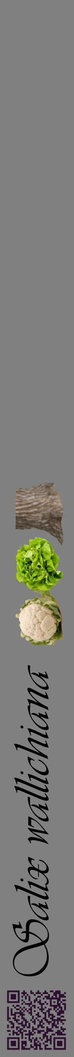 Étiquette de : Salix wallichiana - format a - style noire57viv avec qrcode et comestibilité simplifiée