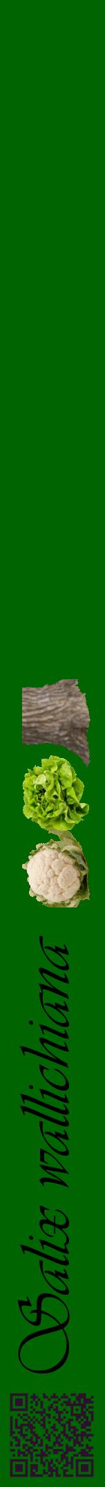 Étiquette de : Salix wallichiana - format a - style noire8viv avec qrcode et comestibilité simplifiée