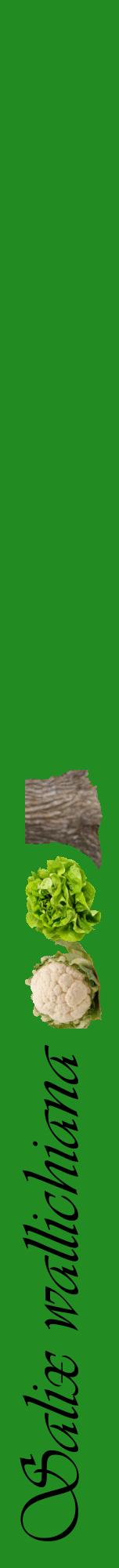 Étiquette de : Salix wallichiana - format a - style noire10viv avec comestibilité simplifiée