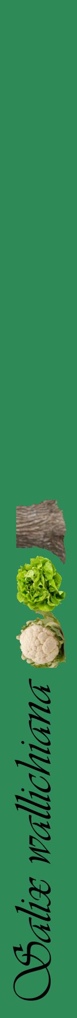 Étiquette de : Salix wallichiana - format a - style noire11viv avec comestibilité simplifiée