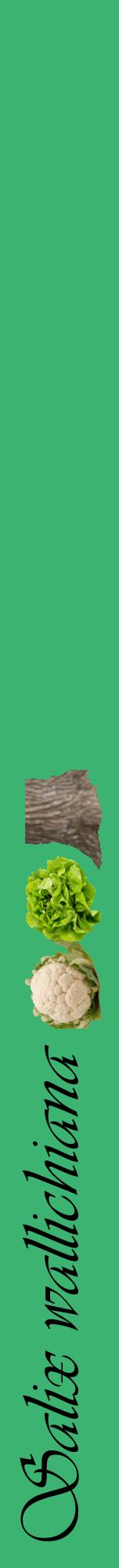 Étiquette de : Salix wallichiana - format a - style noire12viv avec comestibilité simplifiée