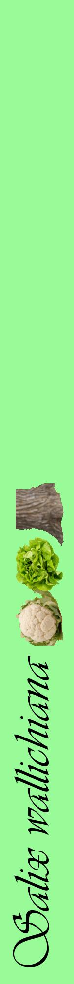 Étiquette de : Salix wallichiana - format a - style noire14viv avec comestibilité simplifiée