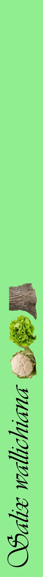 Étiquette de : Salix wallichiana - format a - style noire15viv avec comestibilité simplifiée