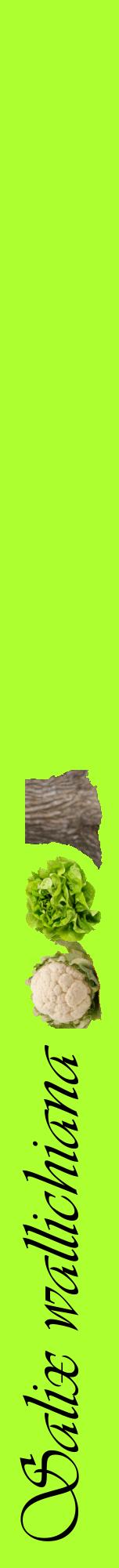 Étiquette de : Salix wallichiana - format a - style noire17viv avec comestibilité simplifiée