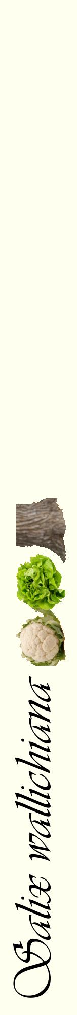 Étiquette de : Salix wallichiana - format a - style noire19viv avec comestibilité simplifiée