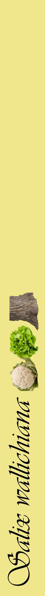 Étiquette de : Salix wallichiana - format a - style noire20viv avec comestibilité simplifiée