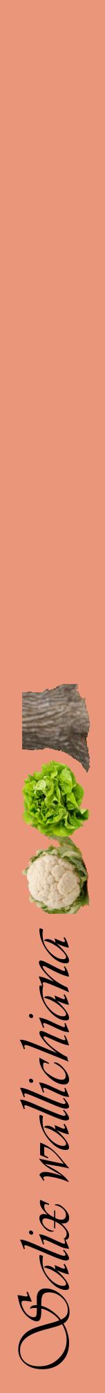 Étiquette de : Salix wallichiana - format a - style noire37viv avec comestibilité simplifiée