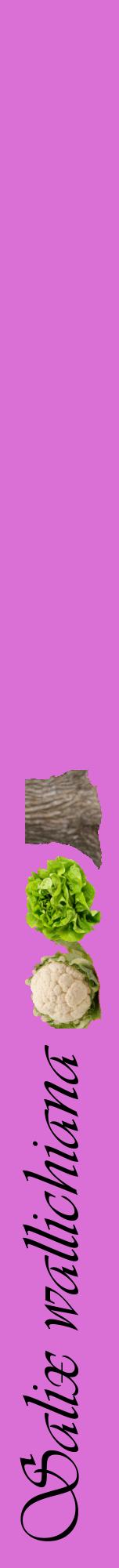 Étiquette de : Salix wallichiana - format a - style noire52viv avec comestibilité simplifiée