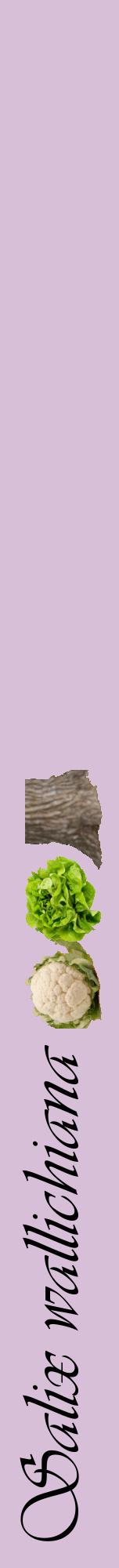 Étiquette de : Salix wallichiana - format a - style noire54viv avec comestibilité simplifiée