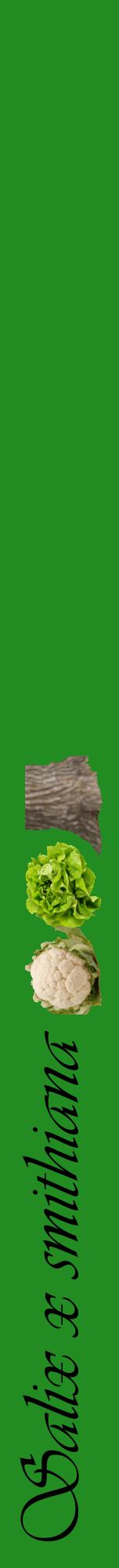 Étiquette de : Salix x smithiana - format a - style noire10viv avec comestibilité simplifiée