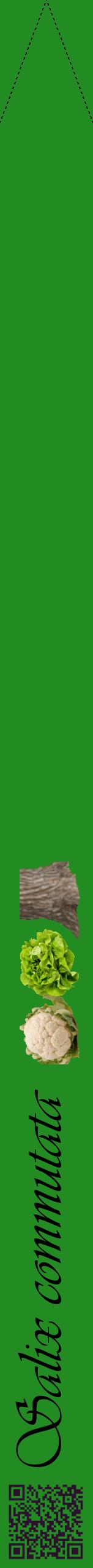 Étiquette de : Salix commutata - format b - style noire10viv avec qrcode et comestibilité simplifiée