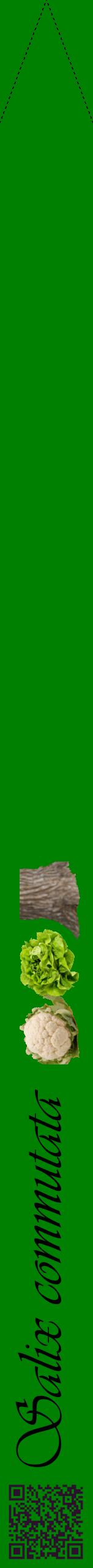 Étiquette de : Salix commutata - format b - style noire9viv avec qrcode et comestibilité simplifiée