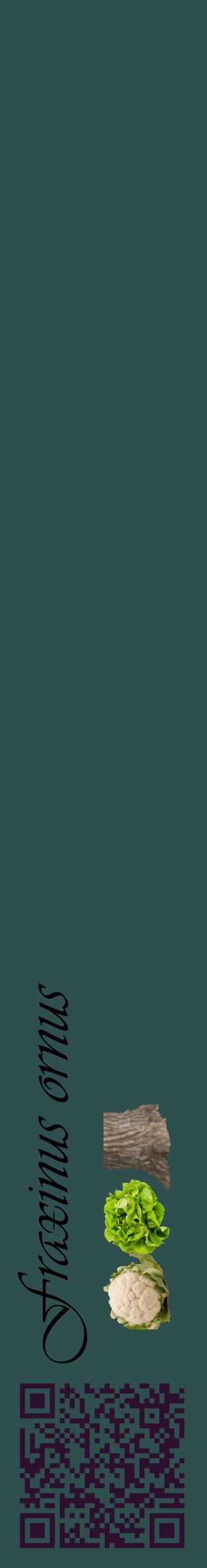 Étiquette de : Fraxinus ornus - format c - style noire58_basiqueviv avec qrcode et comestibilité simplifiée