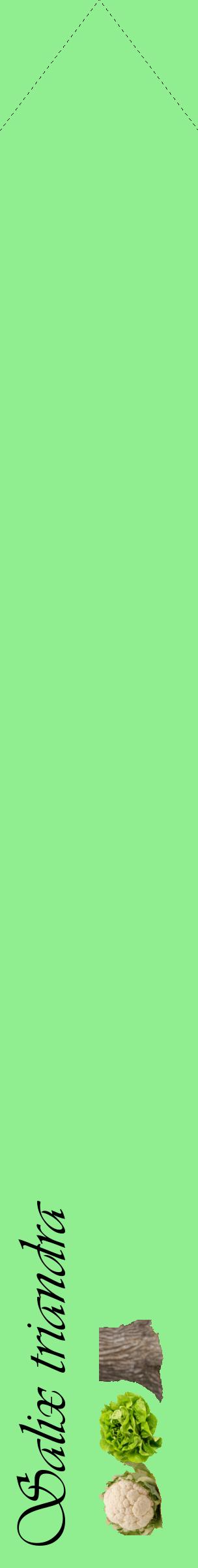 Étiquette de : Salix triandra - format c - style noire15_simpleviv avec comestibilité simplifiée