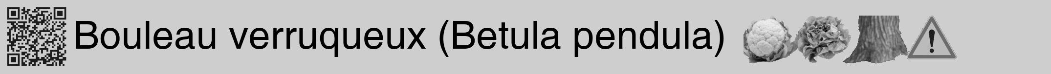 Étiquette de : Betula pendula - format a - style noire17hel avec qrcode et comestibilité simplifiée