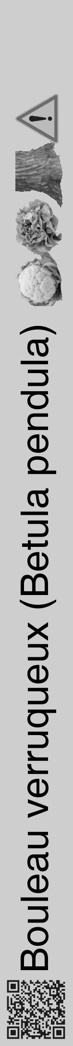 Étiquette de : Betula pendula - format a - style noire17hel avec qrcode et comestibilité simplifiée - position verticale