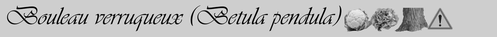 Étiquette de : Betula pendula - format a - style noire17viv avec comestibilité simplifiée