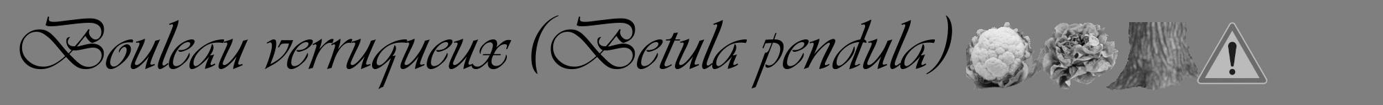 Étiquette de : Betula pendula - format a - style noire31viv avec comestibilité simplifiée