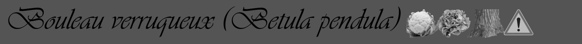Étiquette de : Betula pendula - format a - style noire36viv avec comestibilité simplifiée
