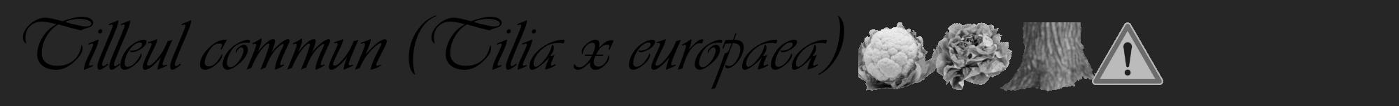 Étiquette de : Tilia x europaea - format a - style noire29viv avec comestibilité simplifiée
