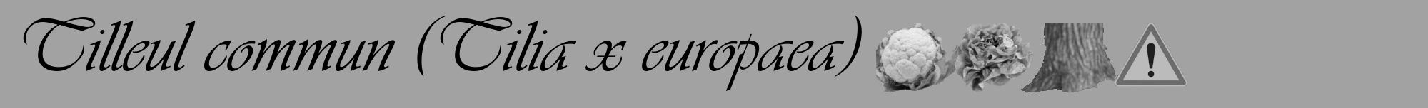 Étiquette de : Tilia x europaea - format a - style noire38viv avec comestibilité simplifiée