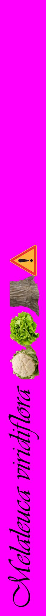 Étiquette de : Melaleuca viridiflora - format a - style noire51viv avec comestibilité simplifiée