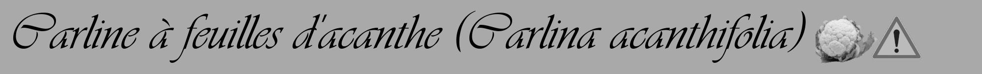 Étiquette de : Carlina acanthifolia - format a - style noire13viv avec comestibilité simplifiée