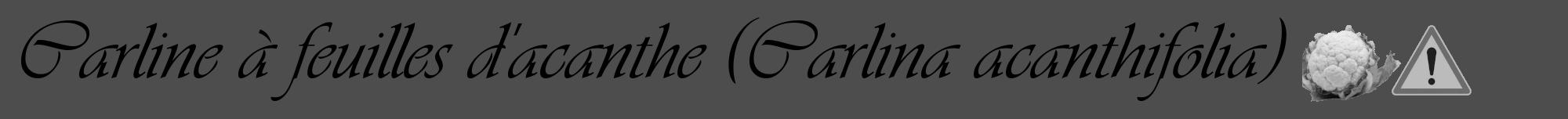 Étiquette de : Carlina acanthifolia - format a - style noire28viv avec comestibilité simplifiée