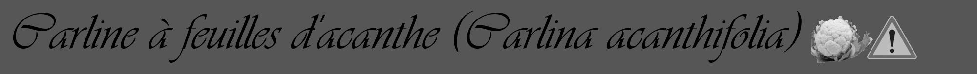 Étiquette de : Carlina acanthifolia - format a - style noire45viv avec comestibilité simplifiée
