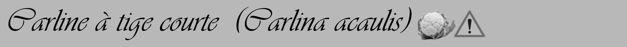 Étiquette de : Carlina acaulis - format a - style noire39viv avec comestibilité simplifiée