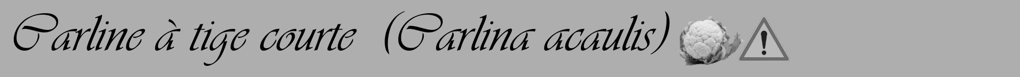 Étiquette de : Carlina acaulis - format a - style noire53viv avec comestibilité simplifiée