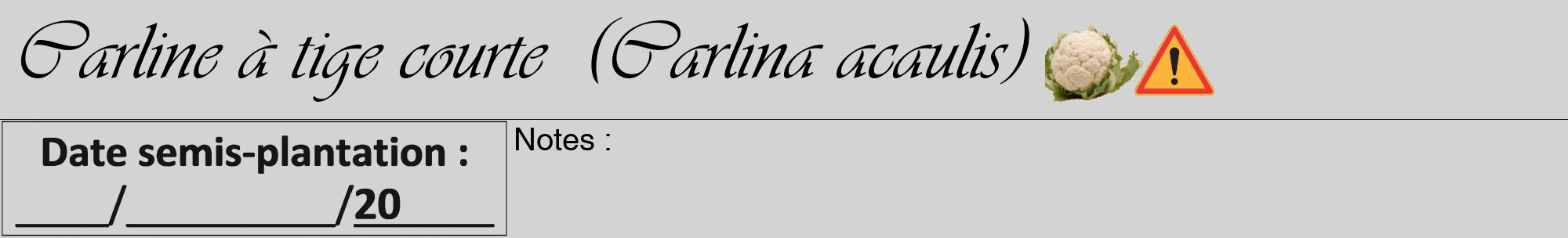 Étiquette de : Carlina acaulis - format a - style noire56viv avec comestibilité simplifiée