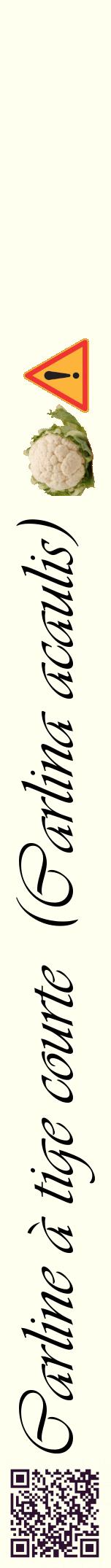Étiquette de : Carlina acaulis - format a - style noire19viv avec qrcode et comestibilité simplifiée