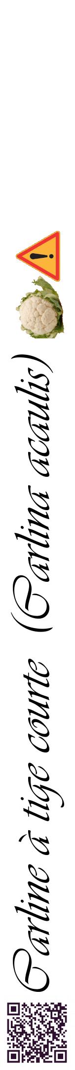 Étiquette de : Carlina acaulis - format a - style noire60viv avec qrcode et comestibilité simplifiée