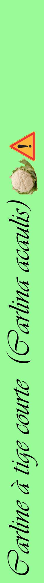 Étiquette de : Carlina acaulis - format a - style noire14viv avec comestibilité simplifiée - position verticale