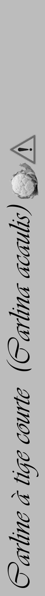 Étiquette de : Carlina acaulis - format a - style noire1viv avec comestibilité simplifiée - position verticale