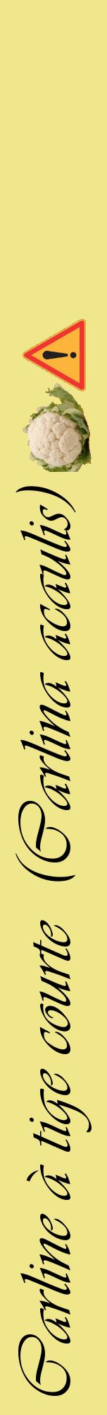 Étiquette de : Carlina acaulis - format a - style noire20viv avec comestibilité simplifiée