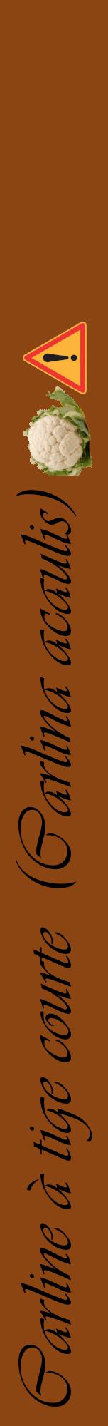 Étiquette de : Carlina acaulis - format a - style noire30viv avec comestibilité simplifiée