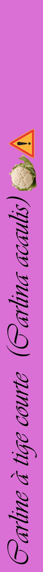 Étiquette de : Carlina acaulis - format a - style noire52viv avec comestibilité simplifiée