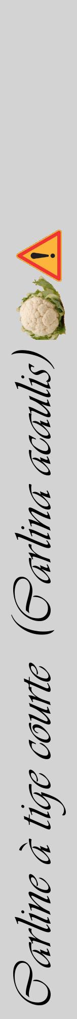 Étiquette de : Carlina acaulis - format a - style noire56viv avec comestibilité simplifiée