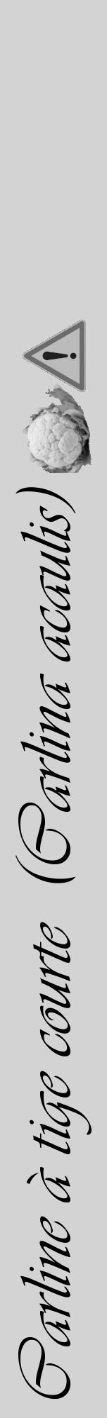 Étiquette de : Carlina acaulis - format a - style noire56viv avec comestibilité simplifiée - position verticale