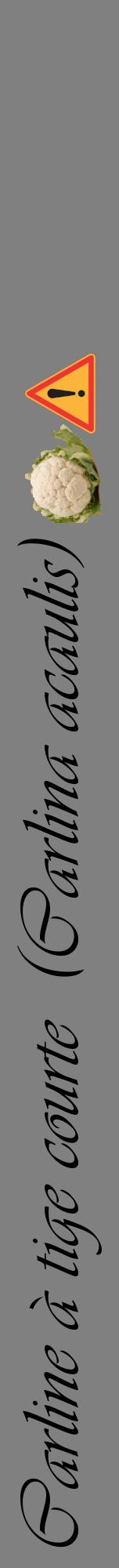 Étiquette de : Carlina acaulis - format a - style noire57viv avec comestibilité simplifiée