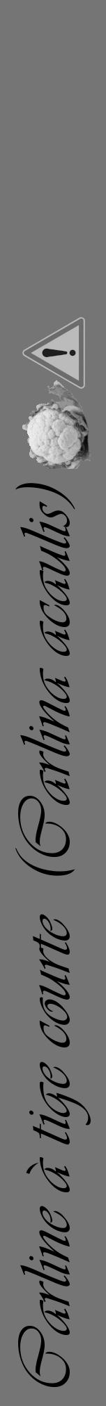 Étiquette de : Carlina acaulis - format a - style noire5viv avec comestibilité simplifiée - position verticale