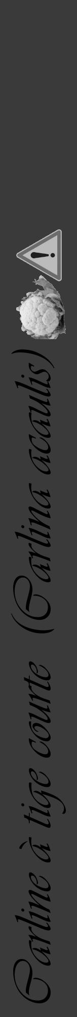 Étiquette de : Carlina acaulis - format a - style noire8viv avec comestibilité simplifiée - position verticale