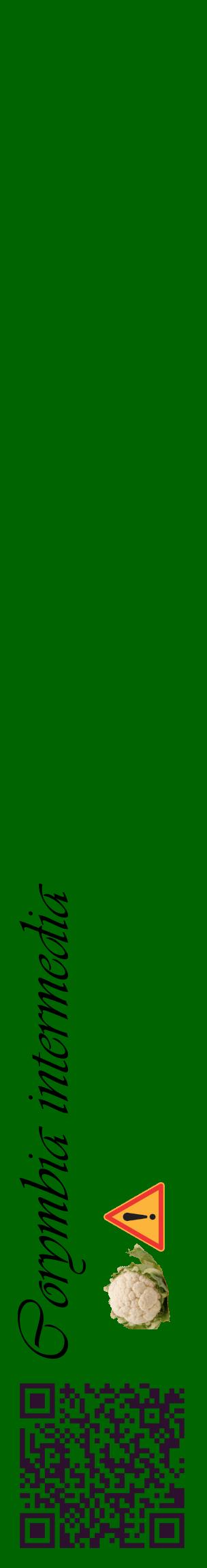 Étiquette de : Corymbia intermedia - format c - style noire8_basiqueviv avec qrcode et comestibilité simplifiée