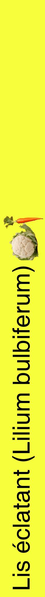 Étiquette de : Lilium bulbiferum - format a - style noire18hel avec comestibilité simplifiée