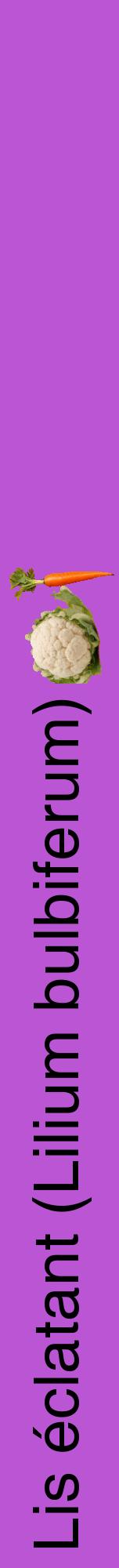 Étiquette de : Lilium bulbiferum - format a - style noire50hel avec comestibilité simplifiée
