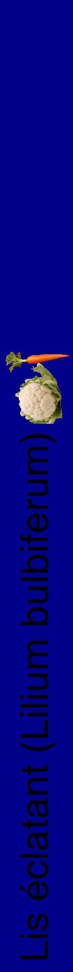 Étiquette de : Lilium bulbiferum - format a - style noire7hel avec comestibilité simplifiée